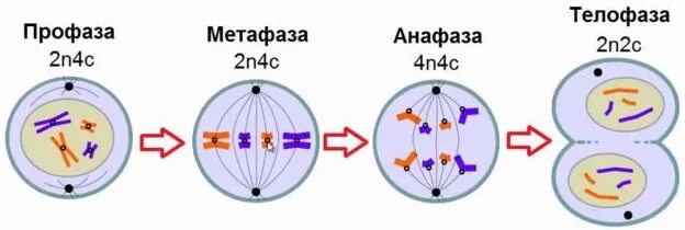 Фазы митоза профаза метафаза анафаза телофаза. Метафаза анафаза телофаза анафаза 2 стадии. Митоз гаплоидной клетки схема. Митоз профаза метафаза анафаза телофаза.