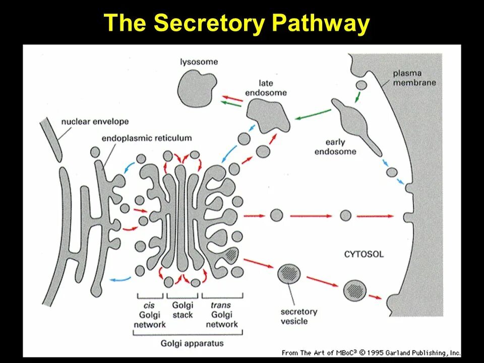 Api v4 facade cis cis list. Cis golgi apparatus. golgi complex. secretory cell. golgi body structure and functions.