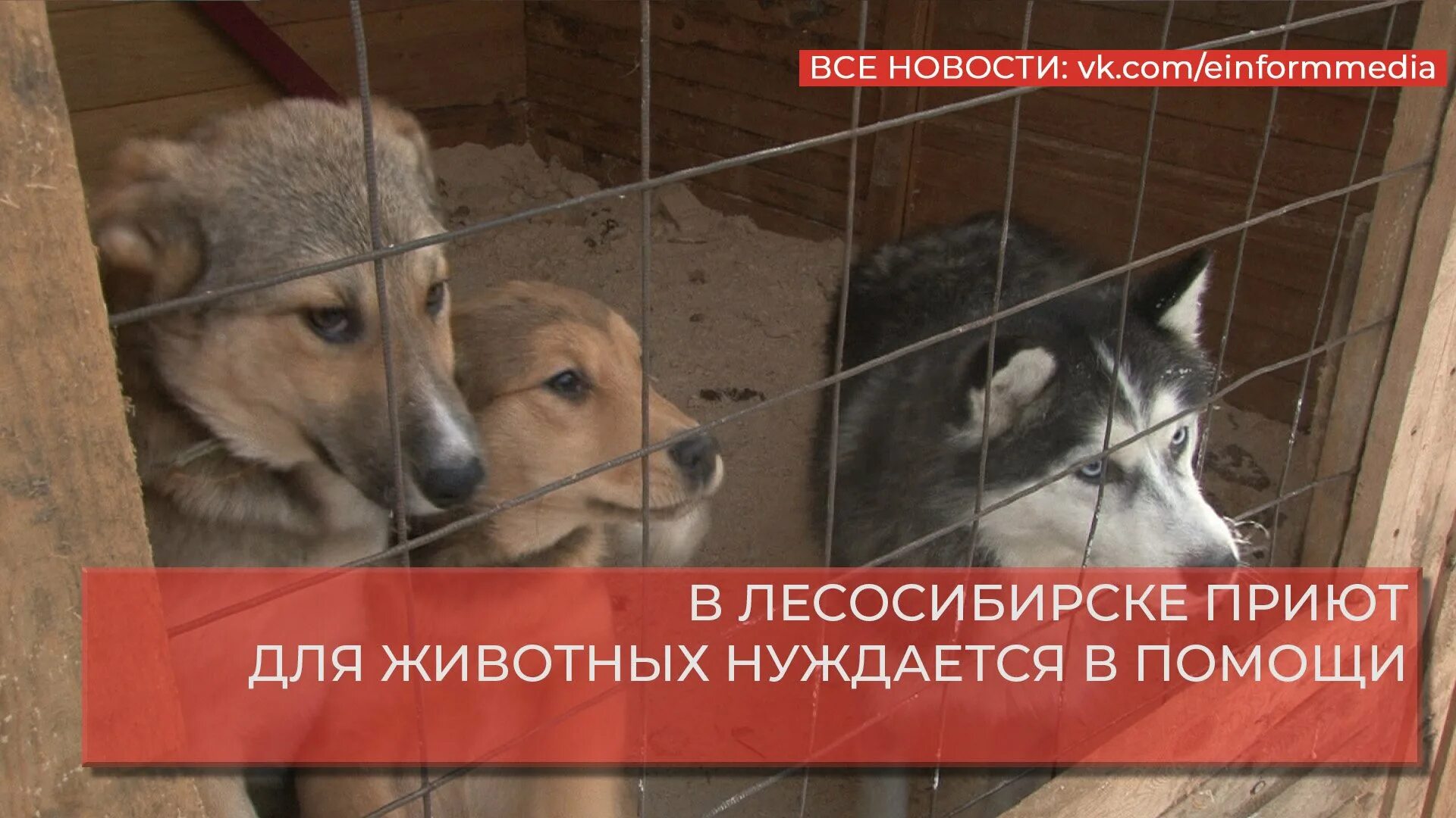Приют для животных лесосибирск. Приют для бездомных животных в лесосибирске. симба лесосибирск приют. доброе сердце лесосибирск приют для животных. животные лесосибирск.
