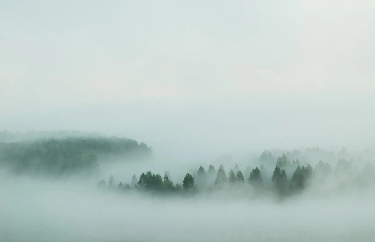 Вороны в тумане. Птицы над лесом. Туман вид с самолета. Завихрения воздуха. Туман над крылом.