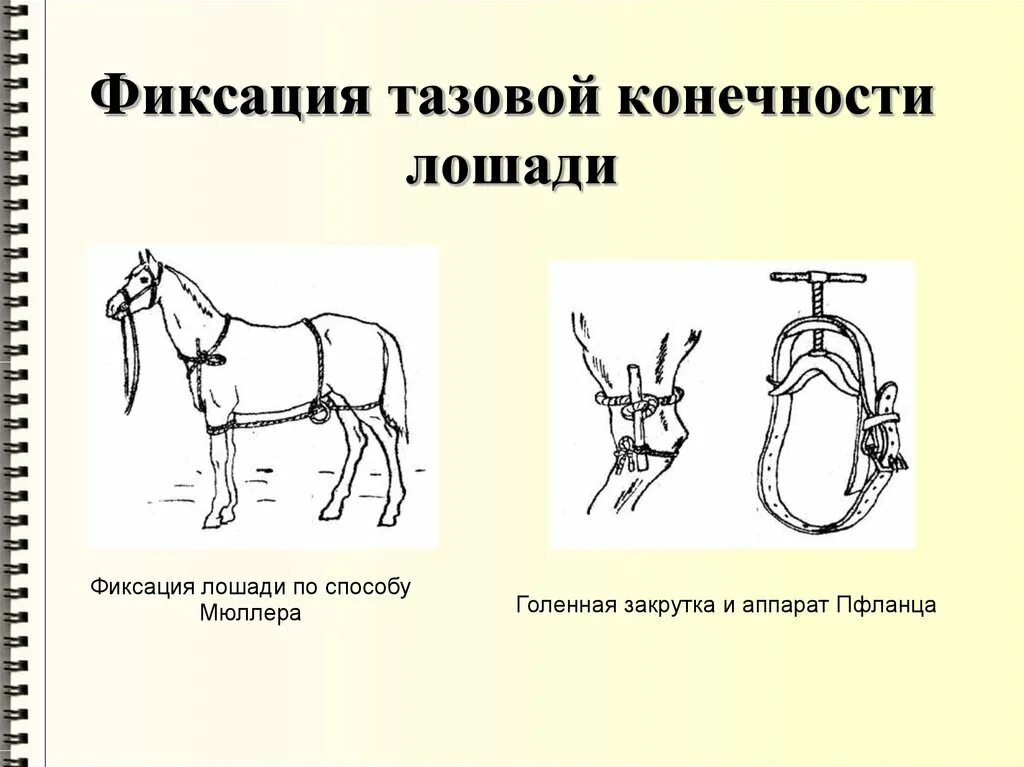 Способы и особенности фиксации конечностей. Механические способы фиксации лошадей головы. Фиксация конечностей КРС. Механическая фиксация лошадей хирургия. Фиксация тазовой конечности лошади.