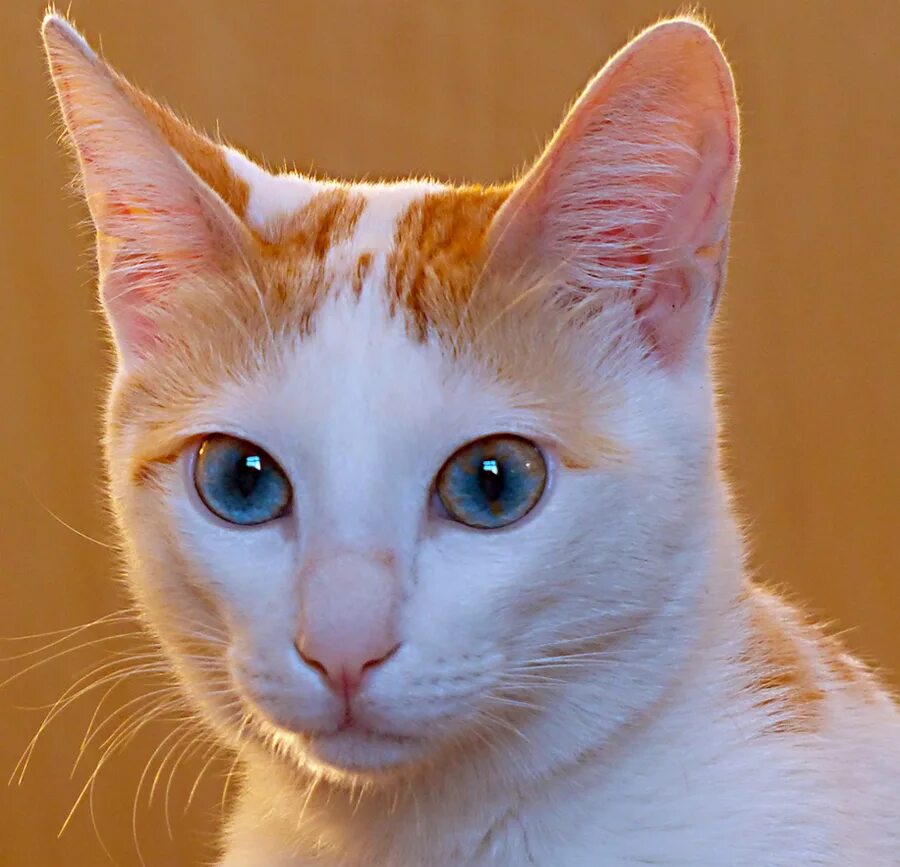 рыжая в белом. как назвать бело рыжего кота. рыже белый кот. как назвать бело рыжего кота. турецкий ван рыжий.
