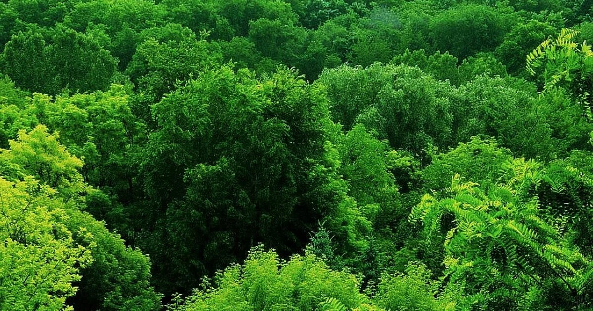 Широколиственные леса страны. Широко ливственный лес. Широколиственный лес лес. Широколиственные леса Северной Америки. Широколиственный лес России.