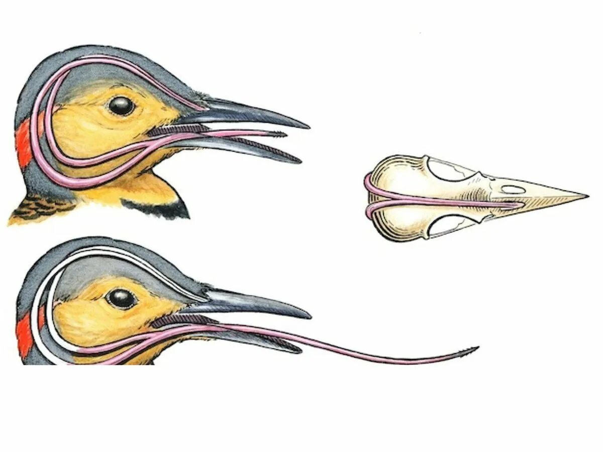 Дятел сотрясение. Строение головы дятла. Клюв дятла. Клювы птиц. Строение клюва.