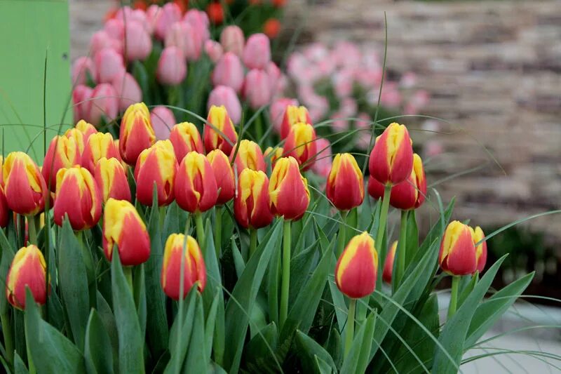 Тюльпан начиная наибольшей. Выставка тюльпанов. Тюльпаны калуга поставка. Тюльпаны калуга купить. Сбор тюльпанов.