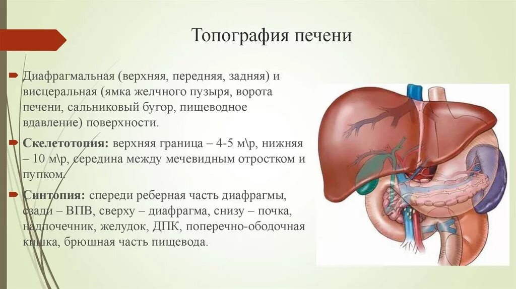 Сосуды желчного пузыря. Топографическая анатомия ворот печени. Печень анатомия ворота печени. Скелетотопия печени анатомия. Желчный пузырь анатомия топография.