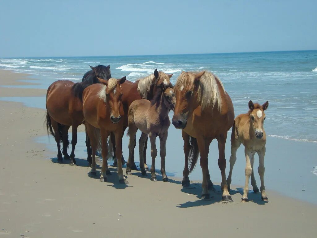 0 horses. Лошади в океане. Лошадь на пляже. Рыжий остров. Лошади в океане фото.