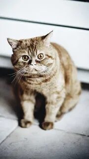 Cat sales