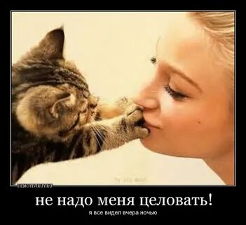 Что будет если целовать кошку