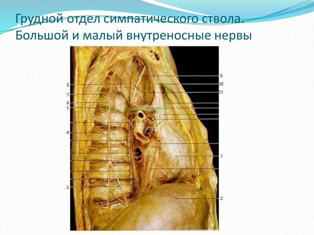 Грудной отдел симпатического ствола. Грудные симпатические узлы. Грудной отдел симпатического ствола. Симпатический ствол анатомия топография. Грудной отдел симпатического ствола.