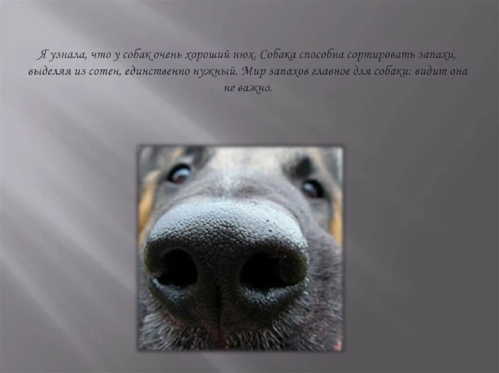 Нюх собаки. Собака обладает отличным нюхом. Рисунок у собаки хороший нюх. Хороший нюх. На что способна собака