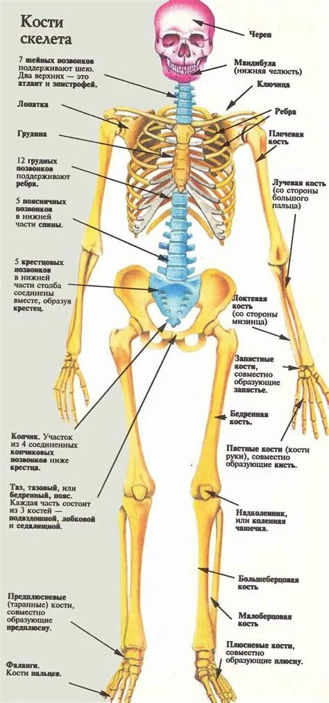 Амортизация скелета. Скелет человека кости и их названия. Строение костей человека с названиями. Строение скелета кости. Человеческий скелет название костей.