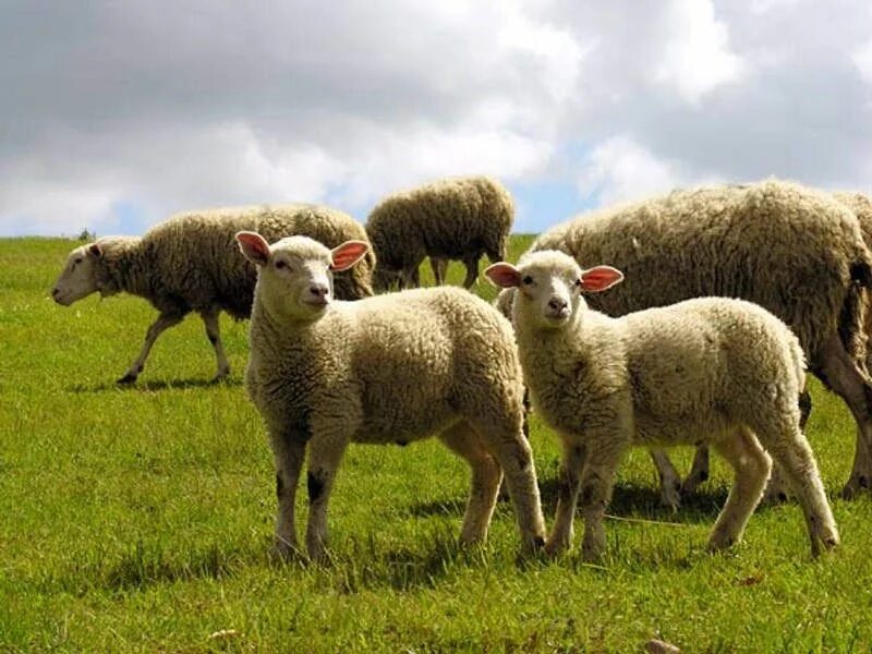 Ягненок 3 месяца. Моя овца. Овца идет. Три овечки. Баран домашние.