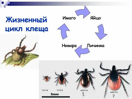 Имаго стадия развития