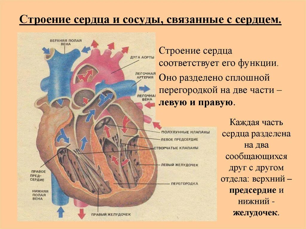 Сердечная строение и функции. Принцип строения и функции сердца.. Сердце строение и функции. Строение сосудов сердца анатомия. Сердце и сосуды, структура и функции.