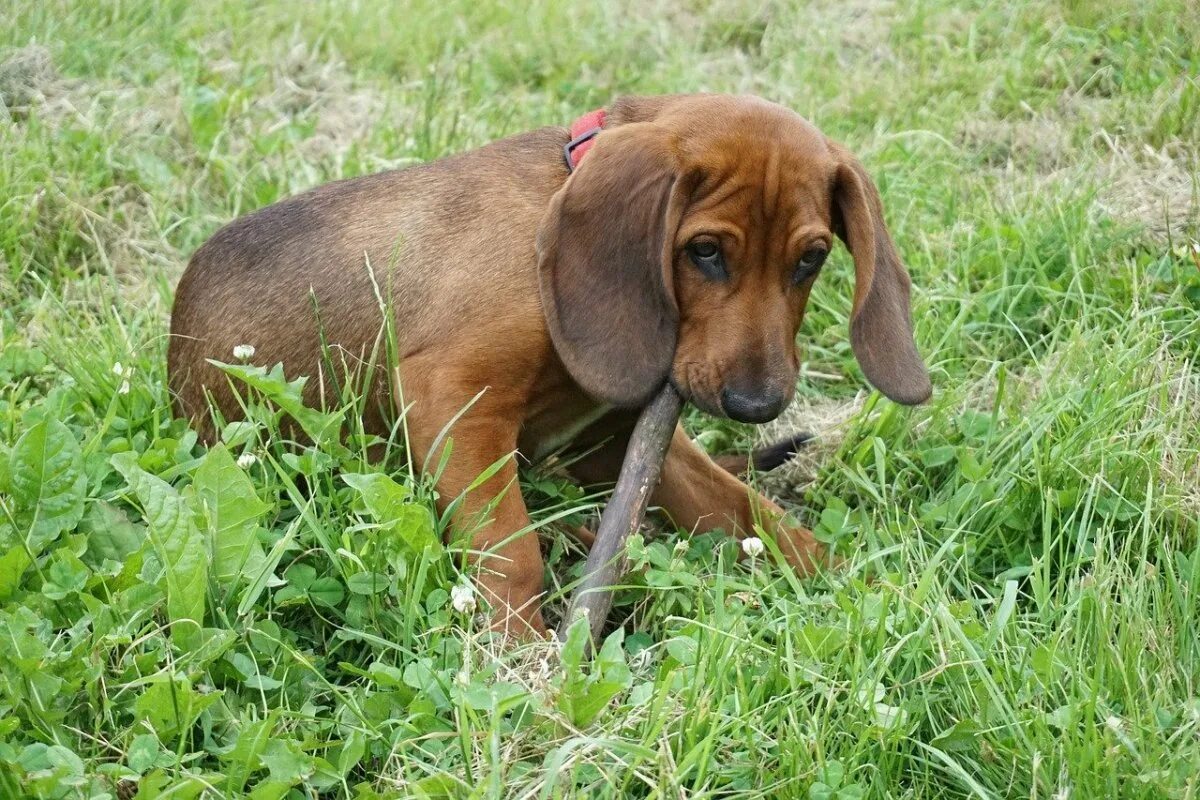 Собака на охоте. Охотничьи собаки маленькие. Маленький охотник фотосессия. Охот мал. Ягдтерьер жесткошерстный.