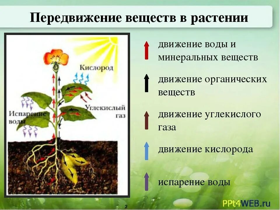 По какой части стебля передвигается вода. Передвижение веществ у растений. Транспорт веществ у растений. Транспорт веществ у рас. Движение питательных веществ по растению.