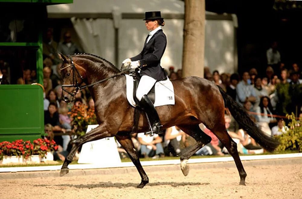 Цена на коне. Скакун Аннихелейтор. Самая дорогая лошадь в мире. Самая дорогая лошадь в мире Шариф Дансер. Самая дорогая лошадь в мире для скачек.