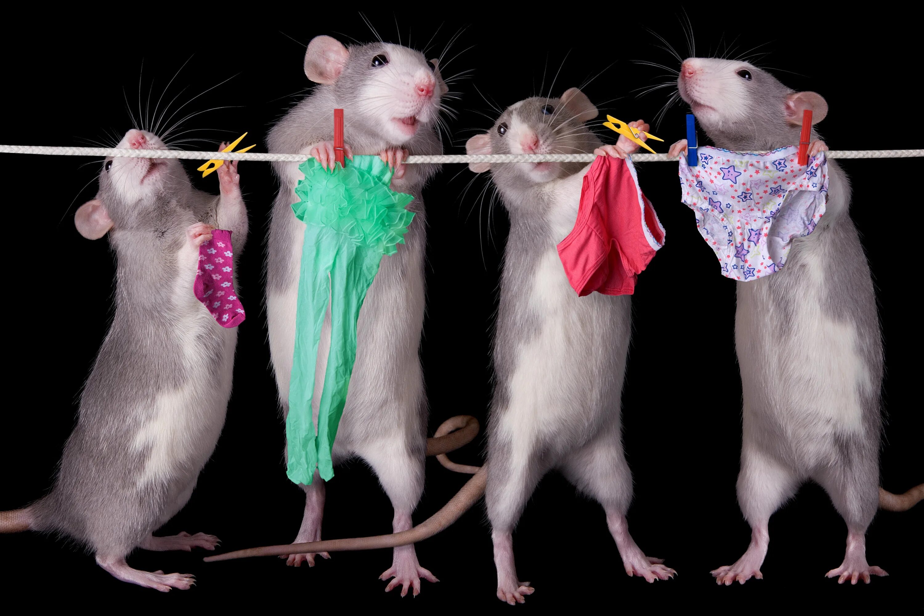 Четыре крысы. Крысы подружки. Смешная мышь. Смешные крысы.