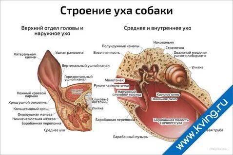 Среднее ухо собаки