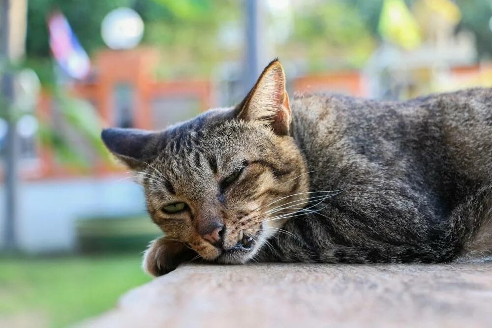 Сильный запах кошки. Ухоженная кошка. Холеная кошка. Живой кот.