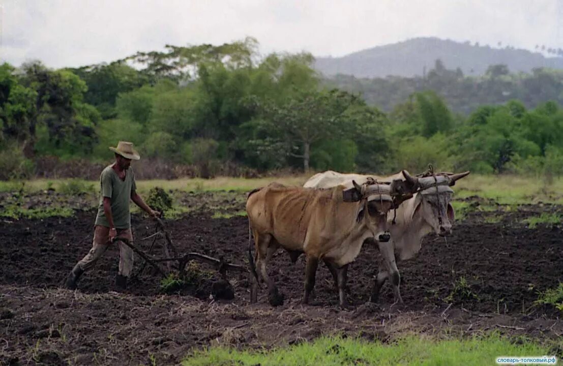 Хозяйство латинской. Плантационное хозяйство латинской америки. Сельское хоз во в латинской америке. Латинская америка промышленность и сельское хозяйство. Сельское хозяйство стран латинской америки.