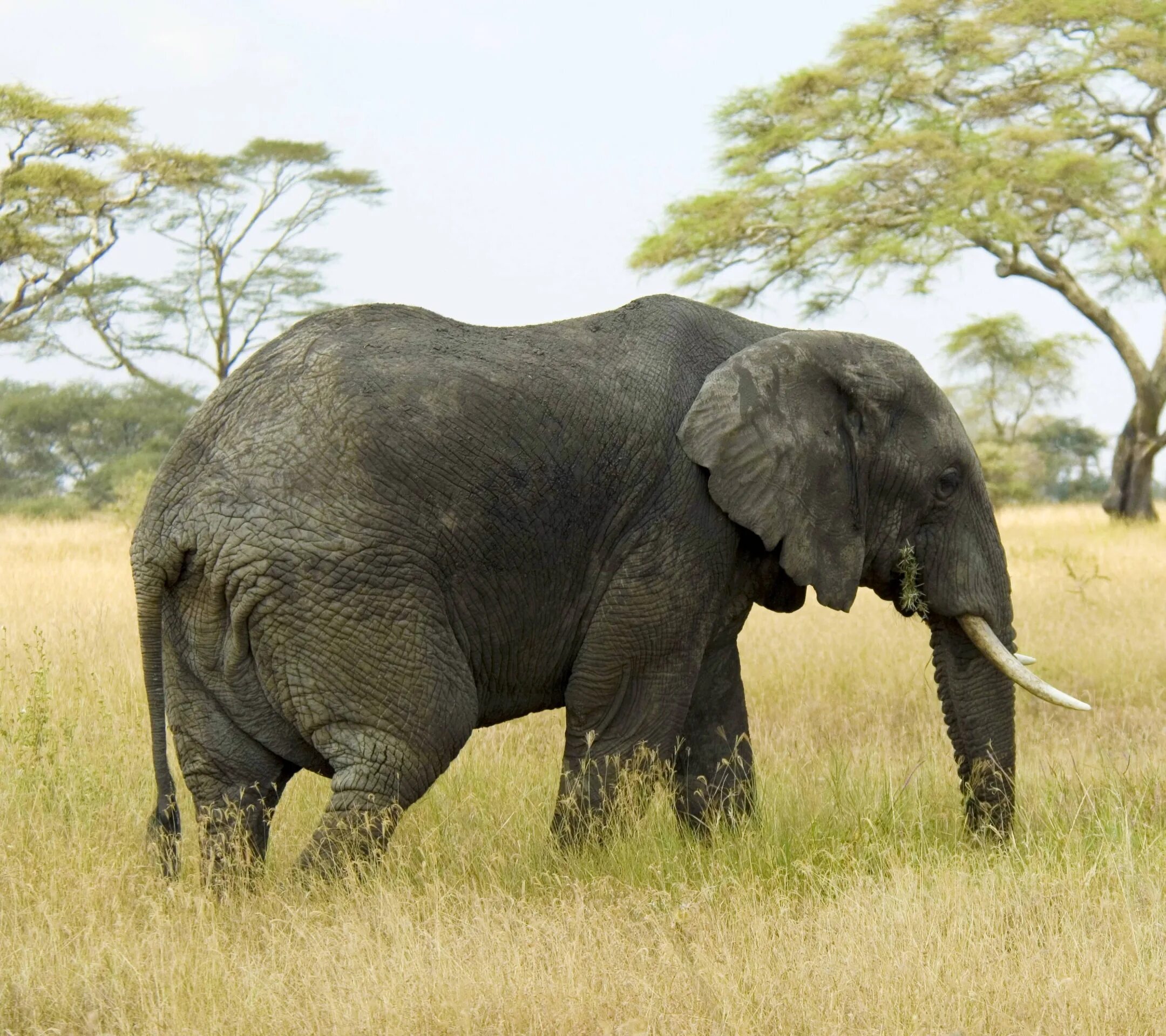 Африканский саванный слон. Слон в саванне. Гана Африканский слон. Саванный Африканский слон в Индии.