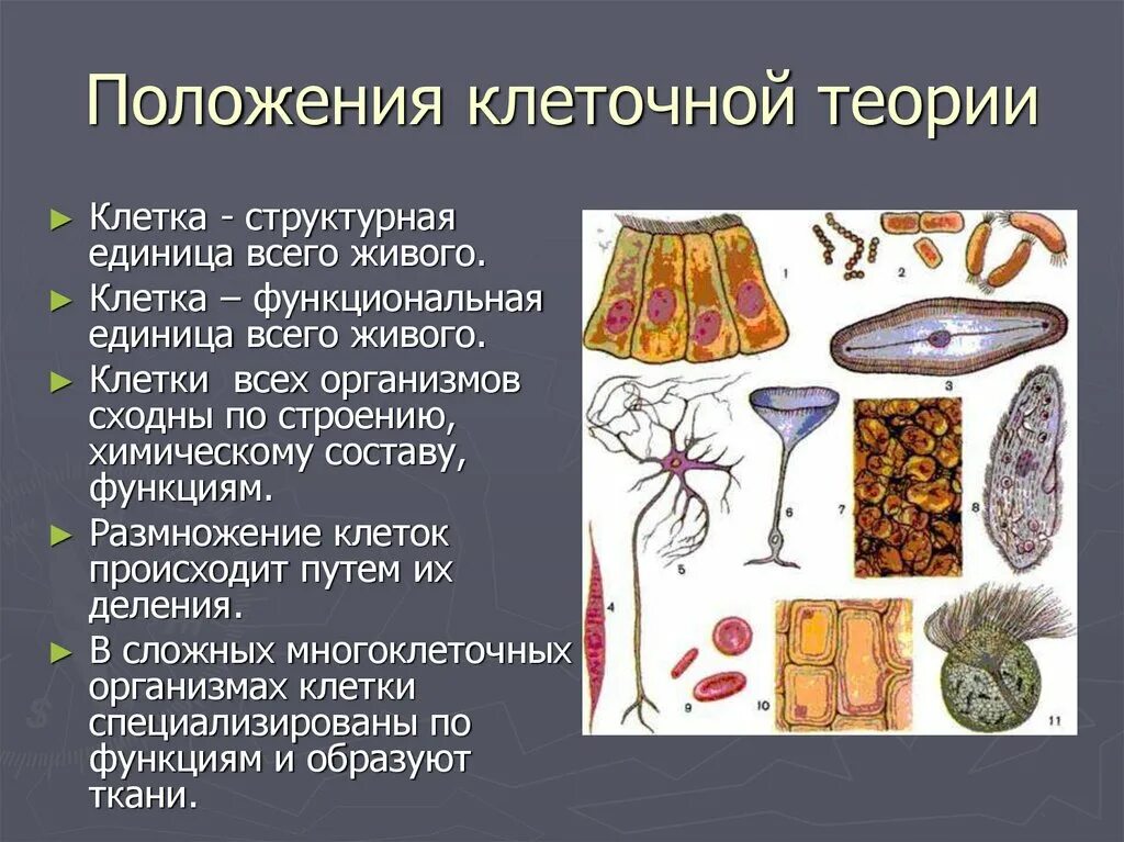 Клеточная теория строения организмов. Клеточная теория биология 10 класс конспект. Клеточная теория 9 класс биология. Клеточная теория 5 класс биология. Клеточная теория 11 класс биология.