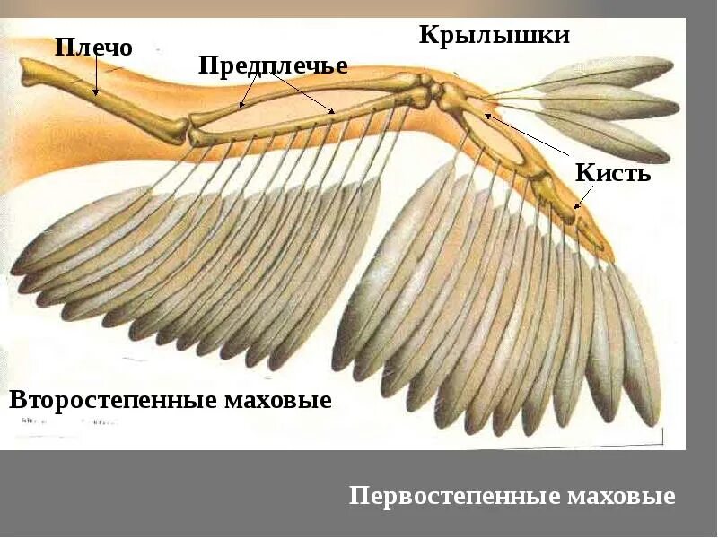 Кости пальцы птицы. Передняя конечность у птиц. Скелет и мышцы птиц. Мускулатура птиц. Верхние конечности птиц.