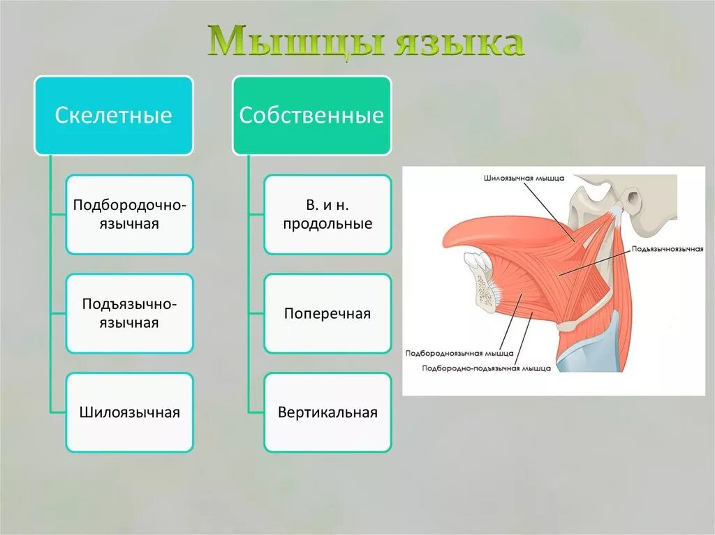 Язык строение и функции таблица. Собственные мышцы языка схема. Функции собственно мышц языка:. Поперечная мышца языка функции. Любой язык состоит из