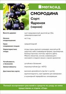 Смородина ядреная описание отзывы