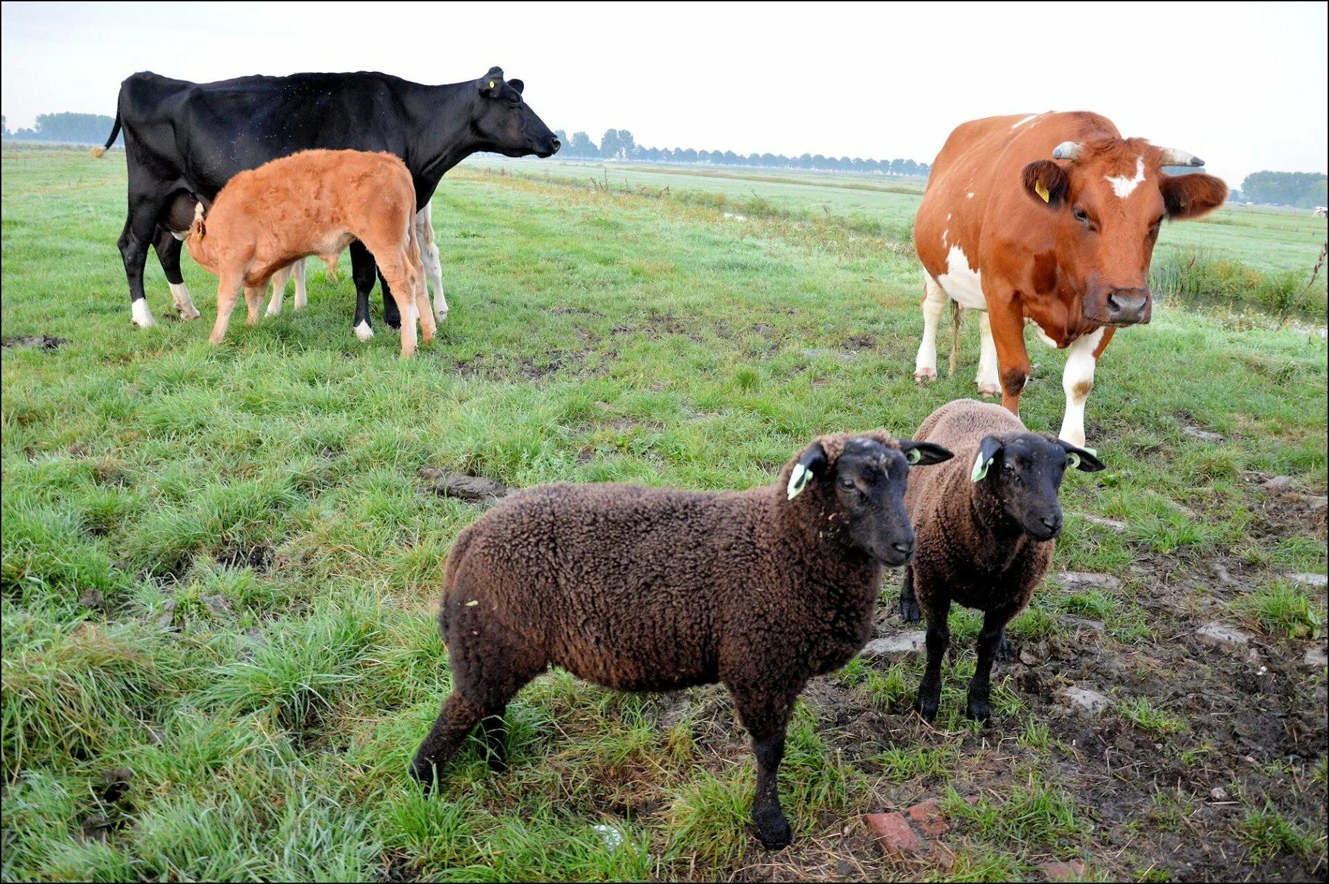 Сельскохозяйственные животные. Домашние сельскохозяйственные животные. Сельское хозяйство коровы. Баран на корове. Сельскохозяйственное производство животных