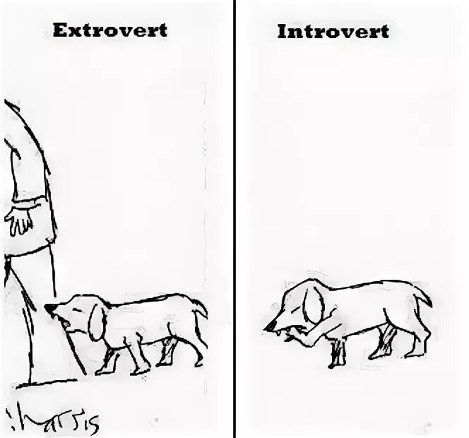 Домашние животные для интровертов. Шутки про интровертов и экстравертов. Собаки интроверты. Девочка панда и кот барсик white box. Хахаски картинки прикольные.