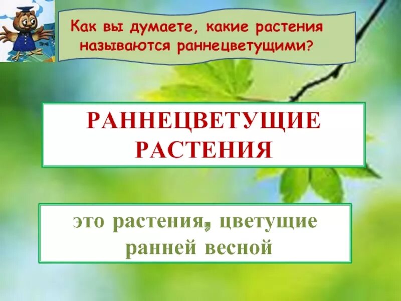 Раннецветущие растения окружающий мир 2 класс. Раннецветущие растения окружающий мир 2 класс какие. Раннецветущие растения окружающий мир. Весеннее Пробуждение растений 2 класс презентация. Презентация весеннее пробуждение растений 2 класс