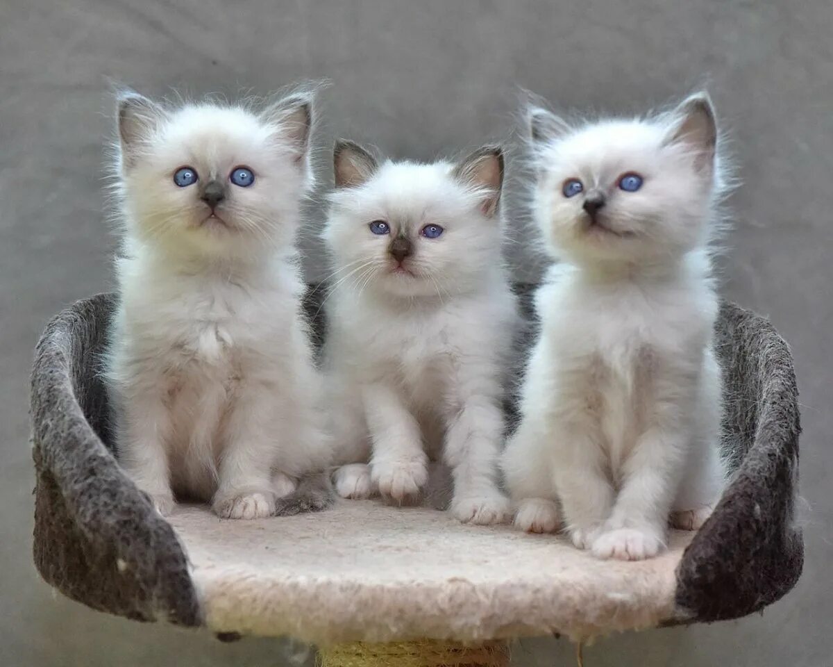 Котики разных видов. Котята разных пород. разные котята. красивые котята разных пород. кошки маленькие.