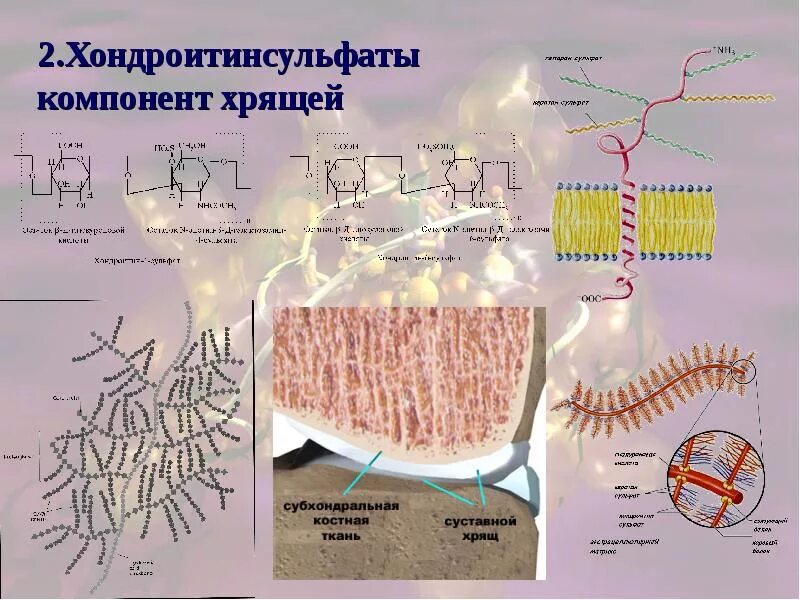 Строение коллагеновой фибриллы. Белки хрящей. Белки хрящевой ткани. Протеогликановый аггрекан схема строения. Коллагеновые и неколлагеновые белки костной ткани.