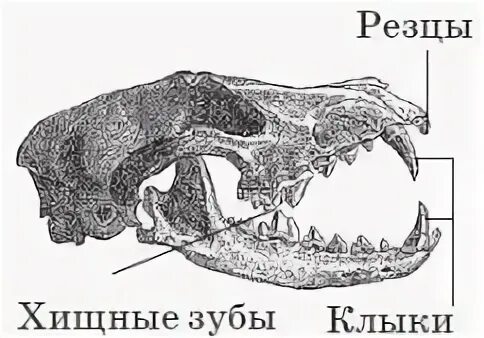 Отряд Хищные строение зубов. Строение зубов хищных млекопитающих. Зубная система хищных млекопитающих. Строение челюсти млекопитающих хищных.