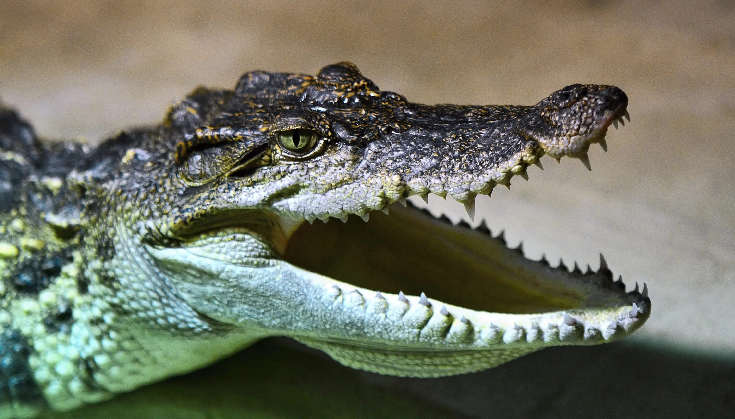 Крокодилы открывают рот. Нильский крокодил. Зеленый крокодил Аллигатор. Морда крокодила и аллигатора. Нильский крокодил голова.