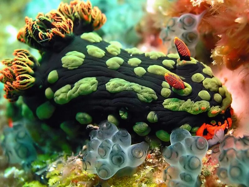 Голожаберные моллюски риф. Голожаберный моллюск Немброта кубараяна. Мутуализм голожаберные. Зеленый Голожаберный моллюск.