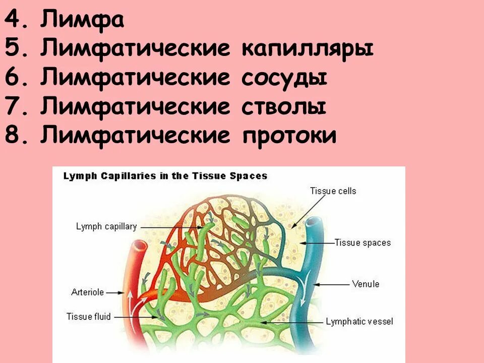 Лимфа 7. Слепо замкнутые лимфатические капилляры. лимфокапилляры тканевая жидкость лимфа. лимфатические капилляры строение. лимфатические капилляры и сосуды.
