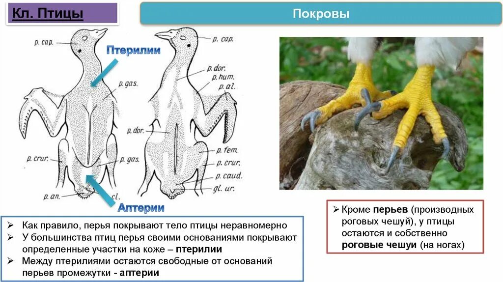 Солевые железы птиц строение. Строение контурного пера. Солевые железы птиц. Роговое вещество у птиц. Внутренние органы птицы.