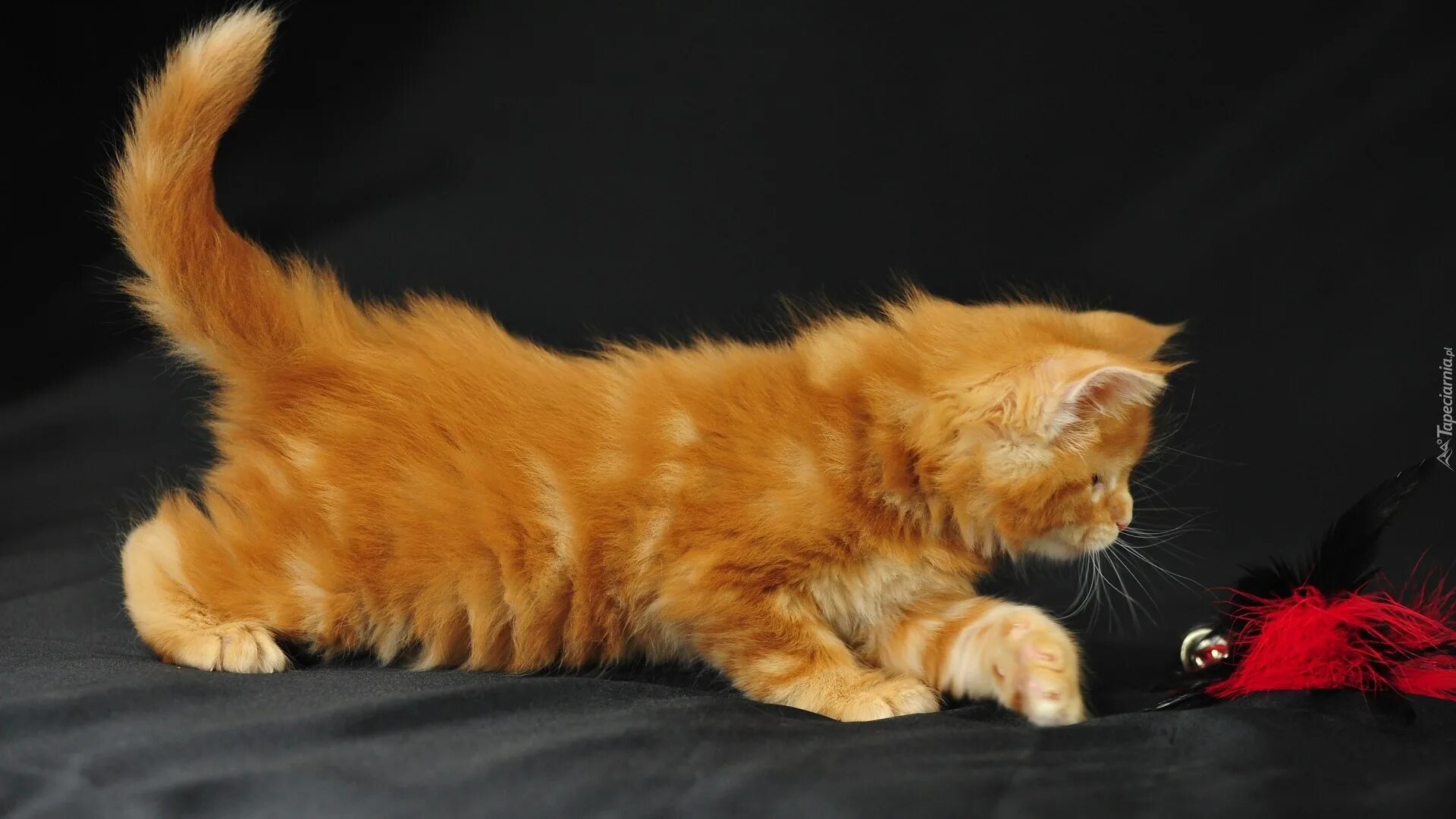 рыжий кот тихвин номер телефона