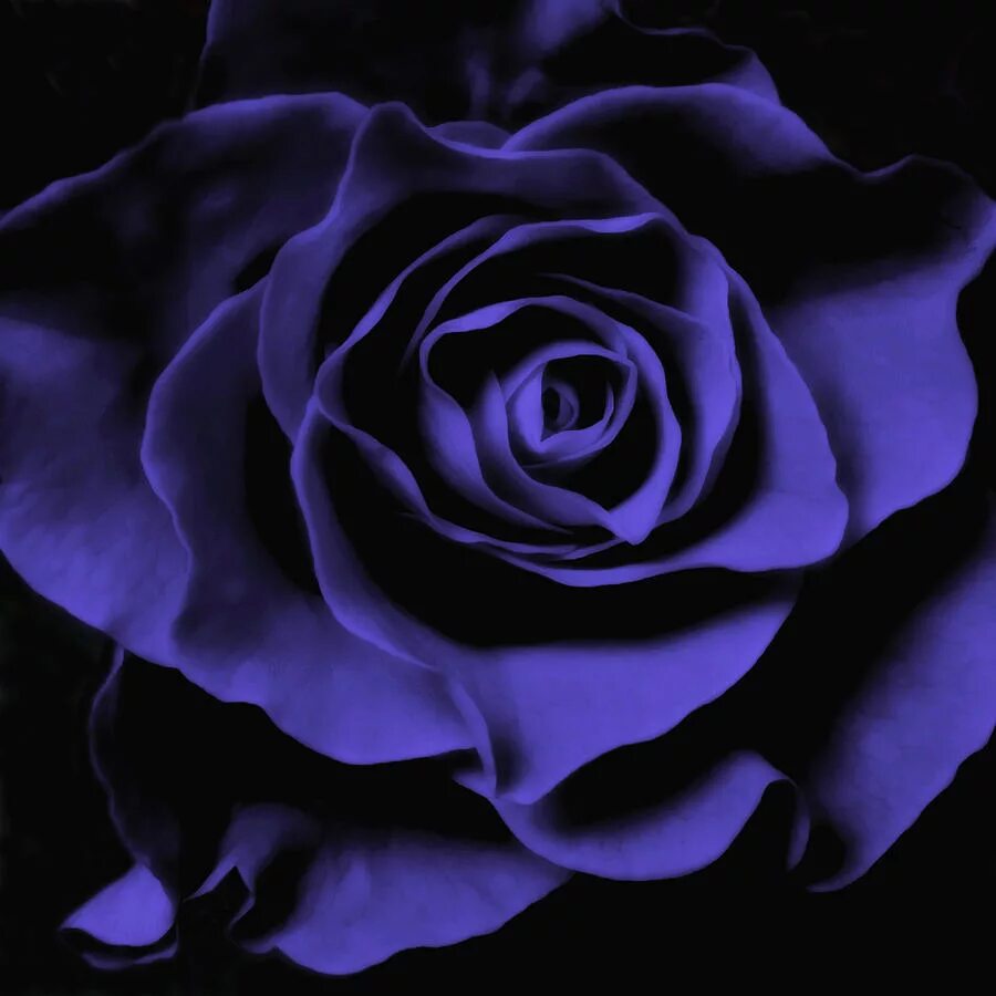 Черный фиолетовые рисунки. Фиолетовый черный цветы. Черно фиолетовые розы. Цветы на черном фоне. Сине черные цветы.