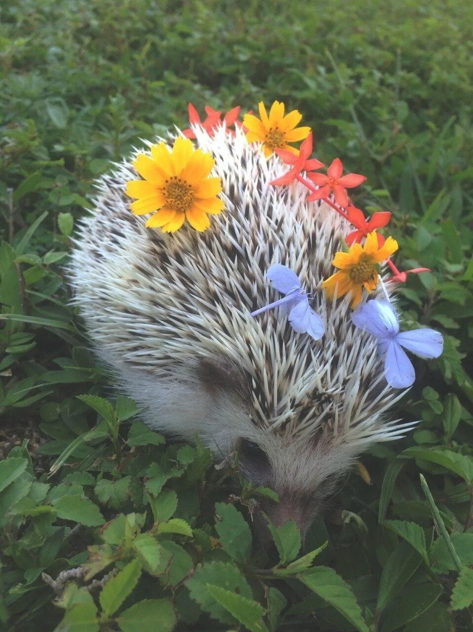 Подарили ежика. Ежик с мамой ежихой. Подарили ежика. Подарили ежика. Крутой ежик.