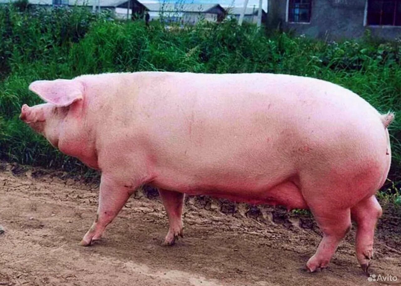 Эстонская беконная порода свиней. Ландрас (порода свиней). Порода поросят Эстонская беконная. Беконная порода свиней ландрас. Куплю свинину живым