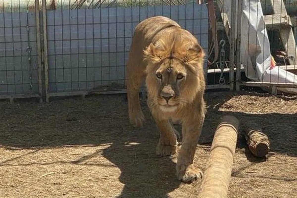 лев бросил. собаки лают караван идет. домашний львенок. перестань лев. когда хозяин бросил льву мяса лев.