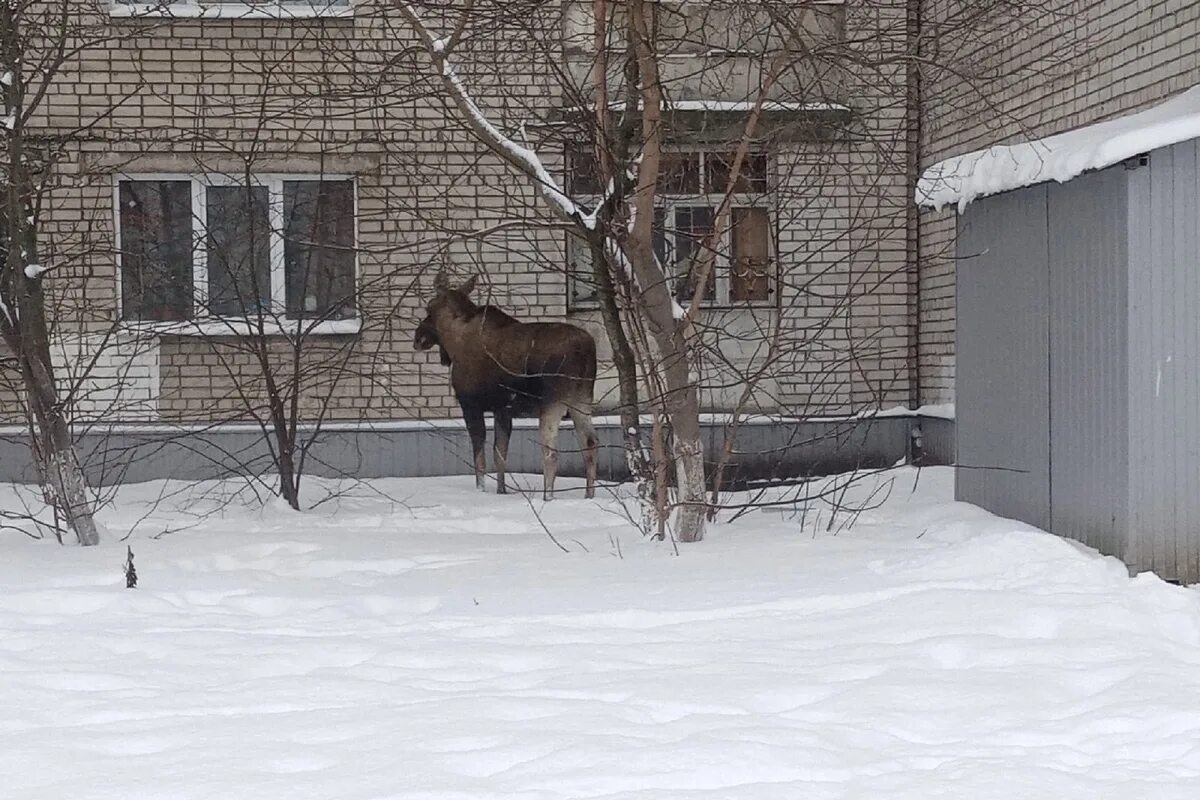Подслушано в ярославле заволга