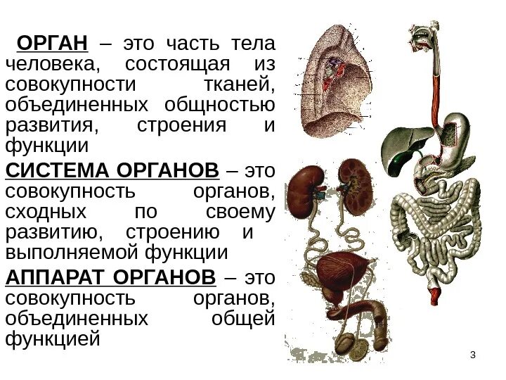 Система органов и аппарат органов. Понятие об органе и системе органов. Понятия об органах человека. Система органов человека это определение.