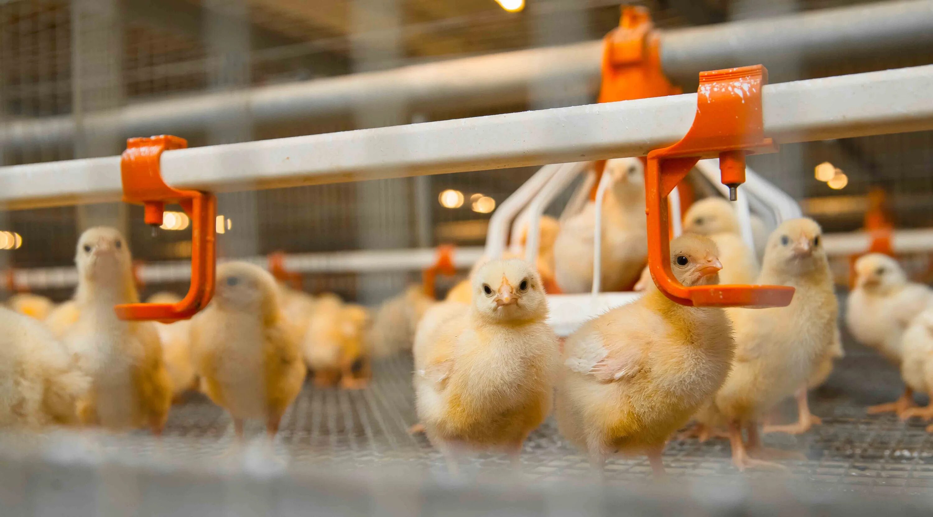 калинка ветчина балыковая. агрофирма боровская курганская область. агрофирма курган. боровская птицефабрика логотип. боровская птицефабрика сидоровка.