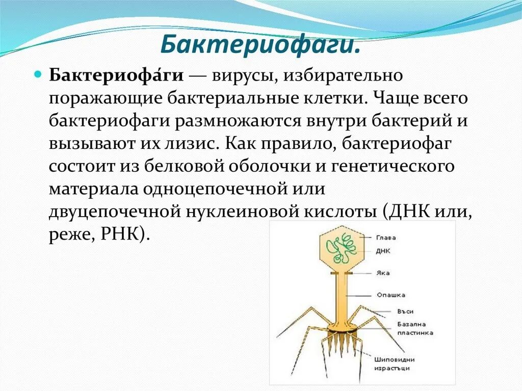 Бактериофагия